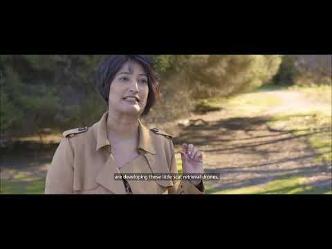 AI to Save the Quokka