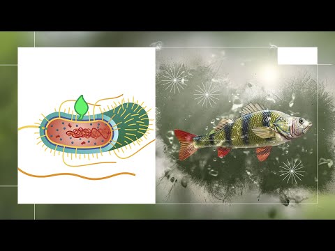 Phytogenics in aquaculture: Antibacterial mechanisms of action